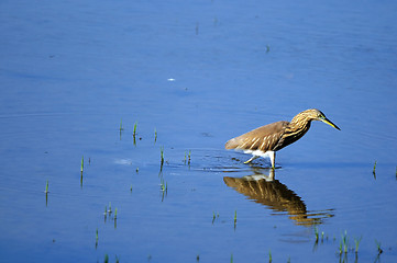 Image showing Indian Pond Heron