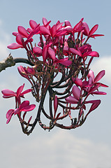 Image showing Plumeria