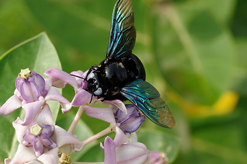 Image showing bee