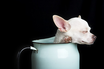 Image showing Resting Chihuahua