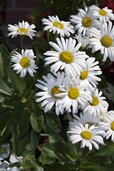 Image showing Daisies