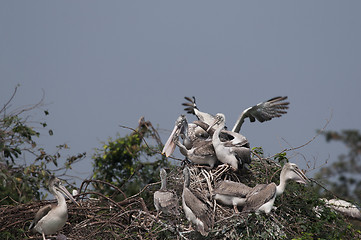 Image showing Spot Billed Pelican