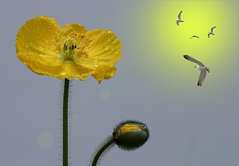Image showing yellow papaver