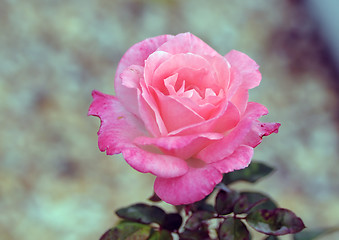 Image showing pink rose