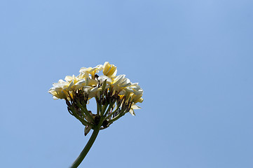 Image showing Plumeria