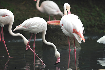 Image showing Flamingos