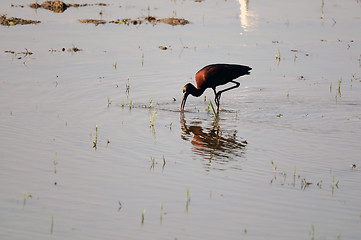 Image showing Glossy Ibis