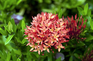 Image showing ixora