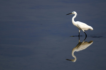 Image showing Egret