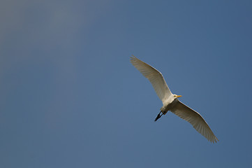 Image showing Egret