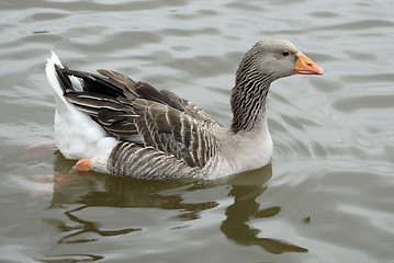 Image showing canadian Geese