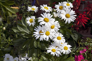 Image showing Daisies