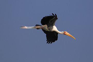 Image showing Painted Stork