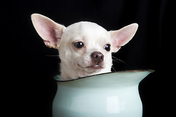 Image showing Thoughtful Chihuahua