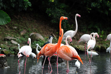 Image showing Flamingos