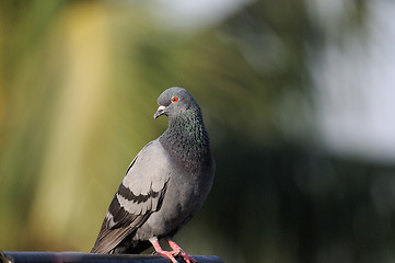 Image showing Pigeon