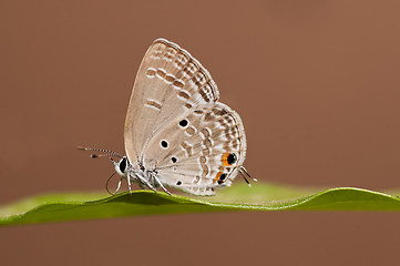 Image showing Pandava Butterfly