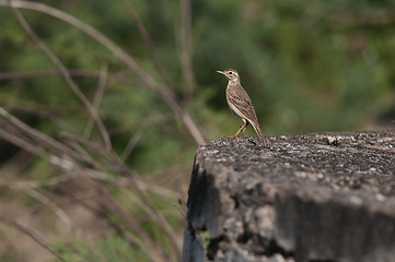 Image showing Paddy Field Pipit