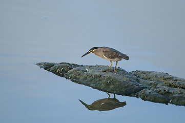 Image showing Little Green Heron