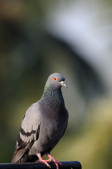 Image showing Pigeon