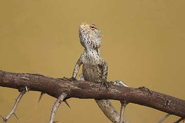 Image showing Garden Lizard