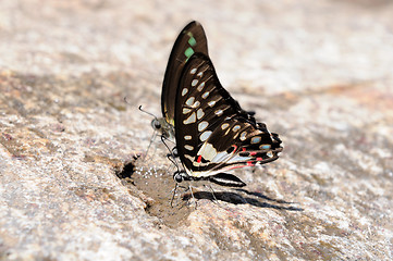 Image showing butterflies