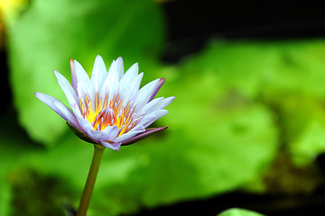 Image showing Pink Lily