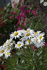 Image showing Daisies