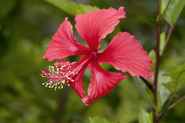 Image showing Hibiscus