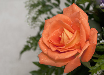 Image showing Orange Rose