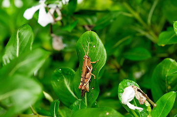 Image showing grasshopper