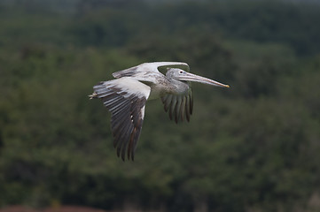 Image showing Spot Billed Pelican