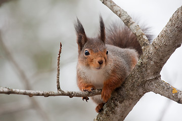 Image showing Red squirrel in tree