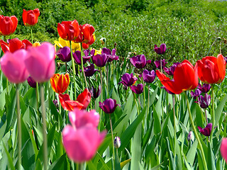 Image showing Field of tulips