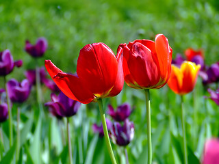 Image showing Field with two tulips