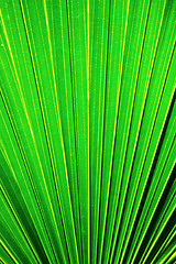 Image showing Chusan Palm Leaf section 