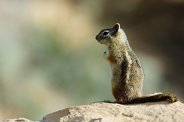 Image showing Ground squirrel