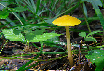 Image showing Yellow Mushroom