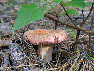 Image showing Lactarius torminosus