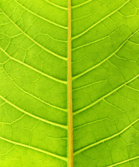 Image showing Leaf close up