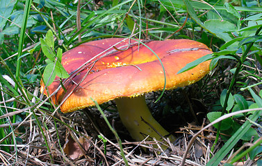 Image showing Red russule