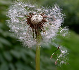 Image showing dandelion seeds