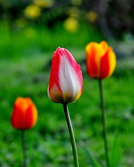 Image showing Tree tulips