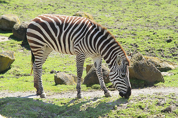 Image showing Zebra in zoo