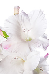 Image showing Beautiful White Gladiolus 