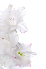 Image showing Beautiful White Gladiolus 