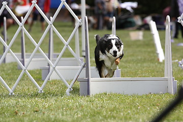 Image showing Border Collie