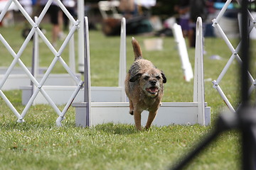 Image showing Dog Exercising