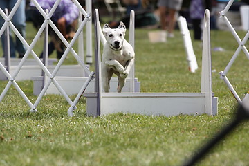 Image showing Dog Exercising