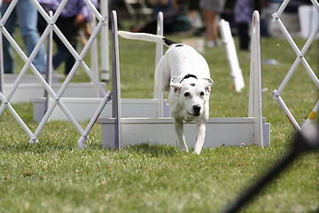 Image showing Dog Exercising